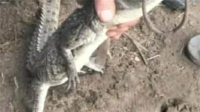 عاجل| بعد 5 أيام .. تسليم تمساح مصرف بلبيس بالشرقية لجهاز شئون البيئة 