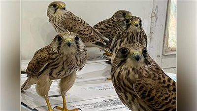 الاتجار غير المشروع بالأحياء البرية: الانتربول يتمكن من ضبط 30 ألف حيوان حي 