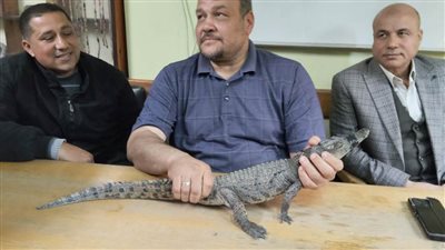 بالصور.. خبير محميات أسوان عقب اصطياد تمساح مصرف بلبيس: سيتم وضعه في بيئته الطبيعية