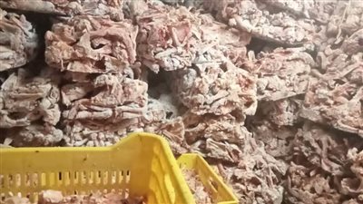 الجيزة تضبط 45 طن لحوم مذبوحة خارج المجازر وأخرى فاسدة 