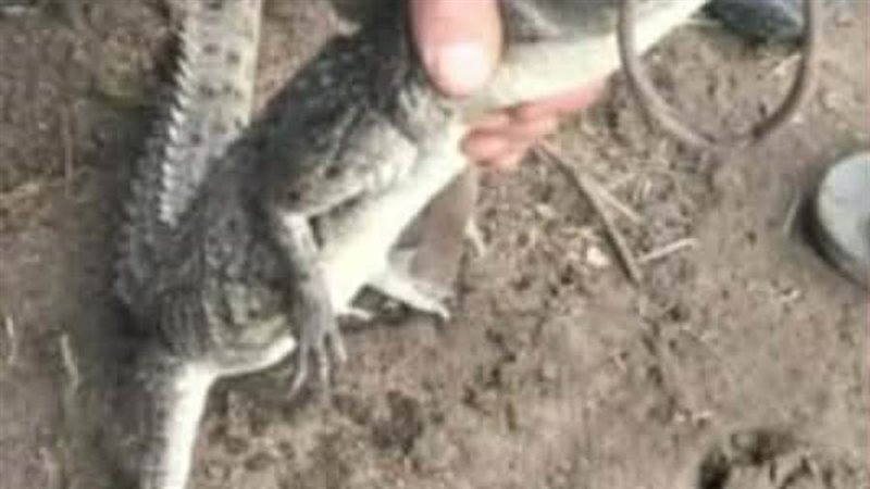 تمساح السدرة