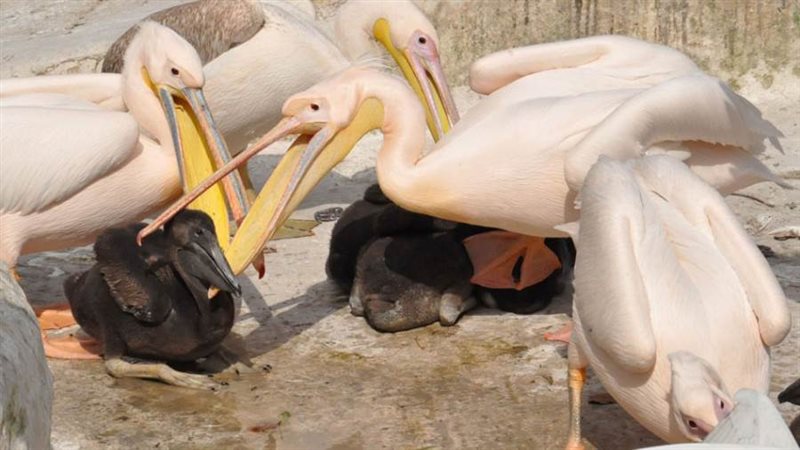 عرض الكائنات المحمية