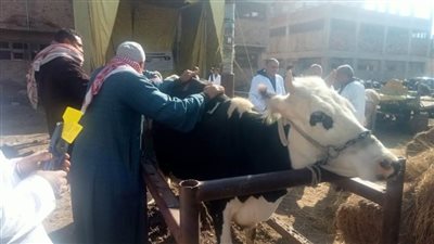  بالصور.. قافلة بيطرية تفحص 1780 طائرا وماشية في قرية 