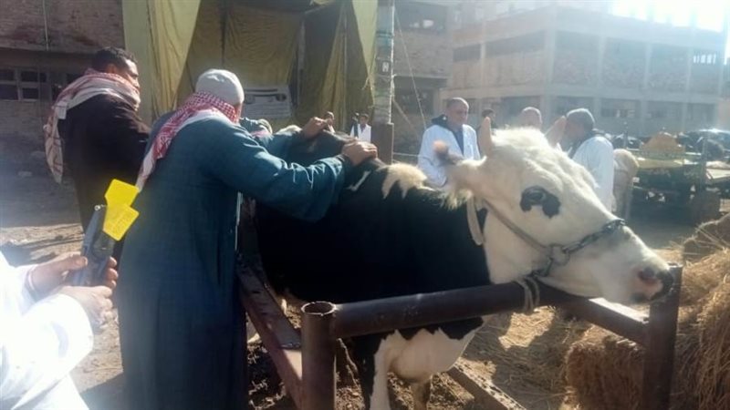 جانب من القافلة