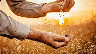 تعاون مصري أوروبي لدعم وتحسين إنتاج محاصيل الحبوب وتطوير الريف في مصر