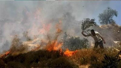 مستعمرون يحرقون أشجار زيتون في قرية برقا شرق رام الله