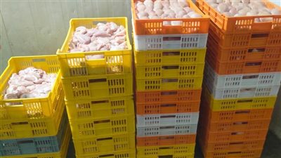 بالصور.. ضبط ربع طن دواجن مخلية مجهولة المصدر داخل مجزر في الغربية