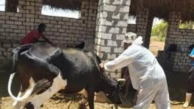 محافظة الجيزة: تحصين 300 الف رأس ماشية ضد الحمى القلاعية.. وضبط 91 طن مصنعات لحوم فاسدة خلال 3 أشهر