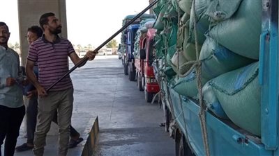 المنيا.. توريد 68 ألف طن من القمح للشون والصوامع