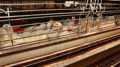 طرح منتجات مشروعات الدواجن المركزية ببني سويف للمواطنين 