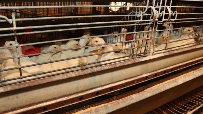 مشروعات الدواجن ببنى