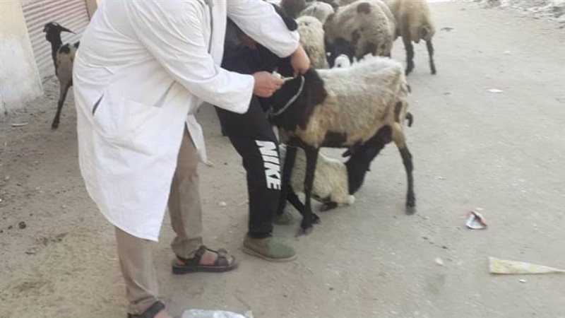 قوافل بيطرية مجانية