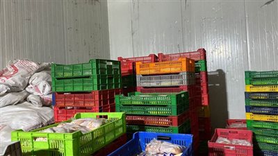 ضبط ٢ طن صدور دواجن مجهولة المصدر بثلاجة في الخانكة 
