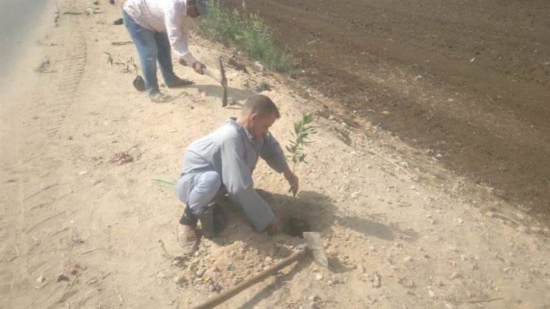 زراعة أشجار مثمرة