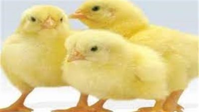 عاجل| وصل لـ36 جنيها.. تعرف على سعر الكتكوت الأبيض اليوم 