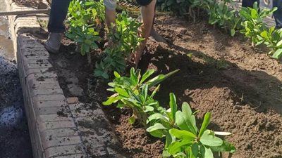  بالصور.. محافظ الغربية: مواصلة أعمال زراعة الأشجار والنظافة المكبرة بالمراكز