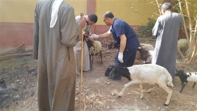 مبادرة بداية.. تقديم 4627 خدمة بيطرية مجانية في 8 قرى بالمنيا  