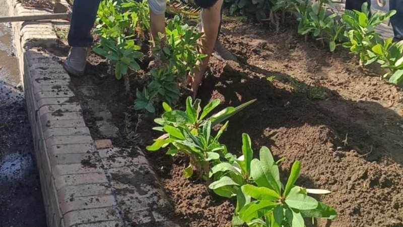 زراعة الأشجار بالغربية