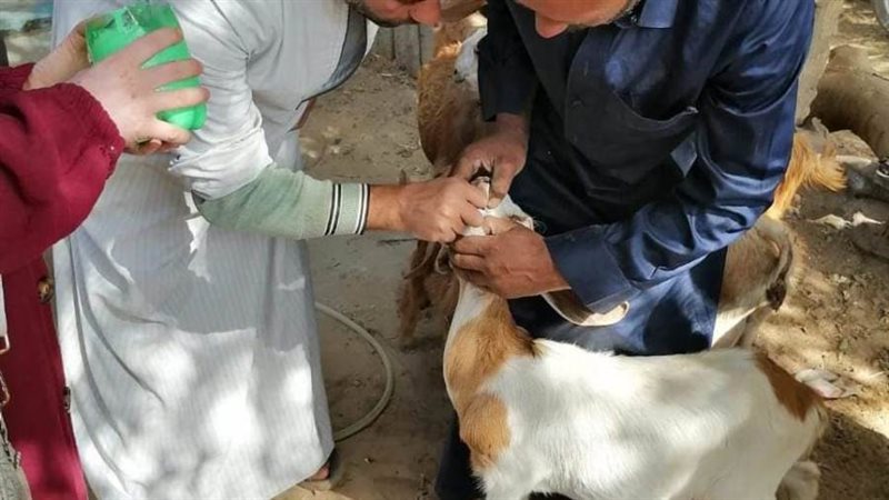 قوافل بيطرية