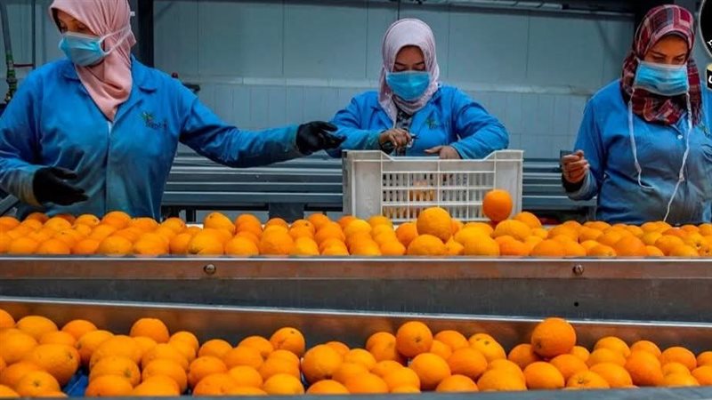 تصدير الموالح 