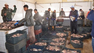 جهاز حماية وتنمية البحيرات والثروة السمكية يفتتح موسم الصيد الجديد بالمنزلة