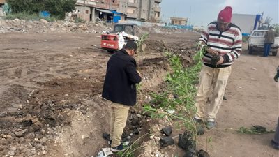 ضمن المبادرة الرئاسية .. استمرار زراعة الأشجار المثمرة بكفر الشيخ