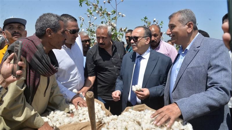 محصول القطن بأسيوط