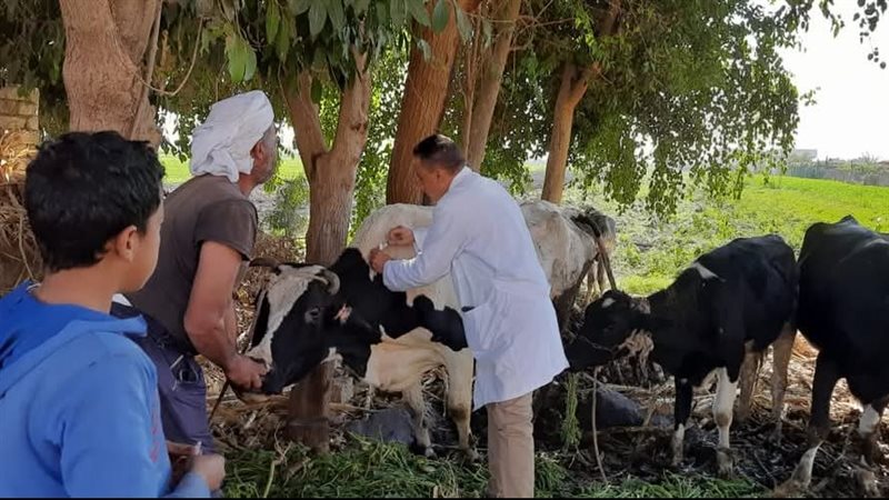 تحصين الماشية 