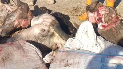 ضبط لحوم فاسدة مذبوحة خارج المجازر بحملة مكبرة في القليوبية 