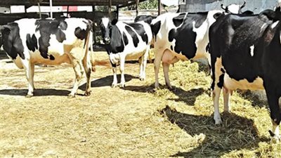 وزير الزراعة اللبناني: مصر ساندت لبنان في مواجهة مرض الحمى القلاعية