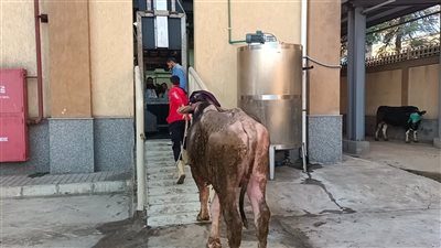 تمهيدًا لافتتاحه .. تشغيل تجريبي لمجزر دسوق بكفرالشيخ