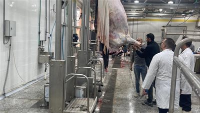 منال عوض: تشغيل 4 مجازر بالمنوفية والدقهلية وكفر الشيخ 