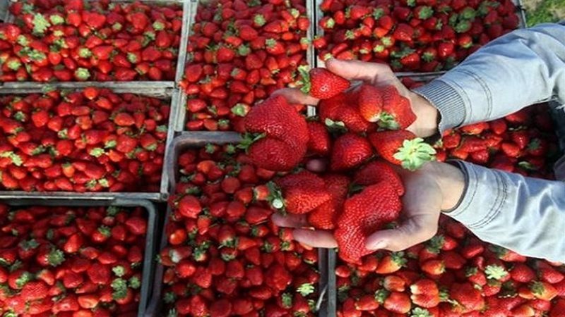 صادرات مصر من الفراولة