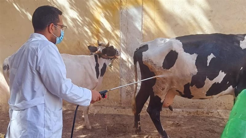 تحصين الماشية 