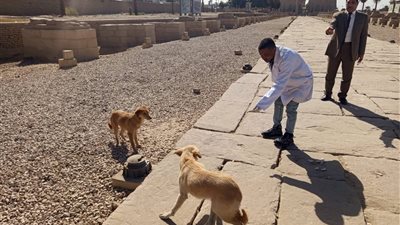 أكثر من 2700 كلب حر منذ بداية يناير.. وحملة نوعية بالمناطق الأثرية في الأقصر 