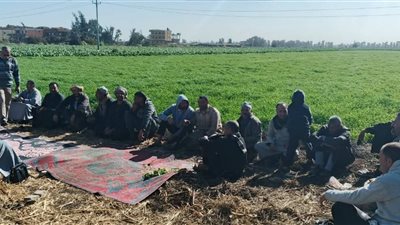 ندوات حقلية لنشر الوعي الزراعي وزيادة إنتاجية المحاصيل بكفرالشيخ