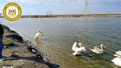 10 بجعات في ضيافة محمية آشتون الجميل لحماية السلاحف البحرية