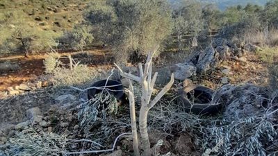  مستوطنون يحرثون أراضي المواطنين في ياسوف شرق سلفيت