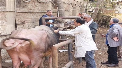 قافلة بيطرية تعالج 1398 طائرا وماشية فى الغربية