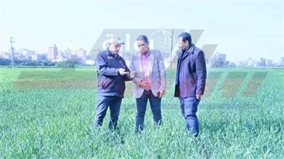 متابعة الزراعات الشتوية وتنفيذ مدارس حقلية وندوات إرشادية بكفر الشيخ