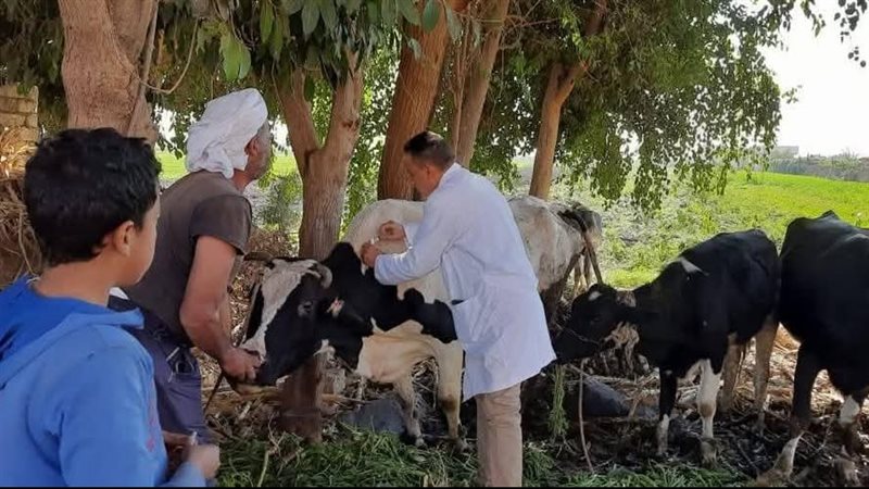 حملات بيطرية مكثفة