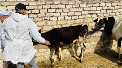 محافظ الدقهلية: تحصين 110 آلاف رأس ماشية ضد مرضي الحمى القلاعية 