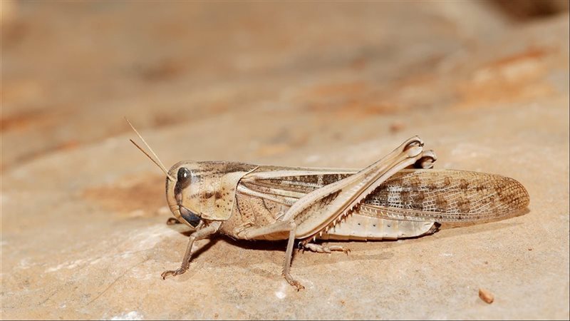 جراد صحراوي 