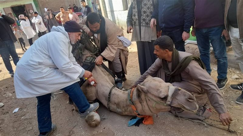 قوافل بيطرية