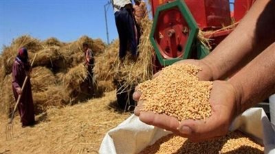 زراعة 3.76 مليون فدان قمح بزيادة 200 ألف فدان عن المستهدف 