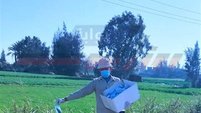 حملة قومية لحماية القمح من القوارض بكفر الشيخ