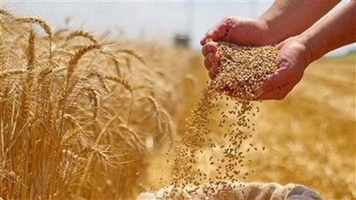 إسرائيل تكثف شراء القمح الأمريكي لتخفيف ضغوط القيود الجمركية