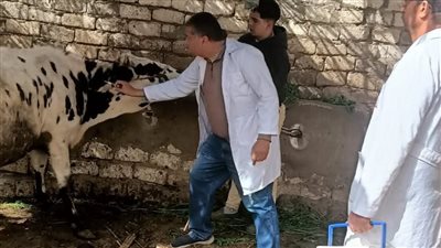 تحصين 63 ألفًا و977 رأس ماشية ضمن الحملة الاستثنائية لمواجهة الأمراض الوبائية 