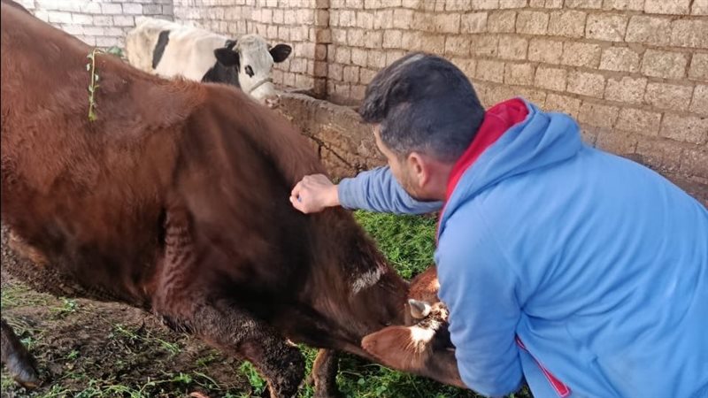 تحصين الماشية