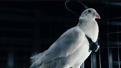 مشروع روسي لتحويل الحمام إلى طائرات مسيرة.. كيف ذلك؟